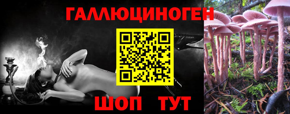 Псилоцибиновые грибы Psilocybe Баксан